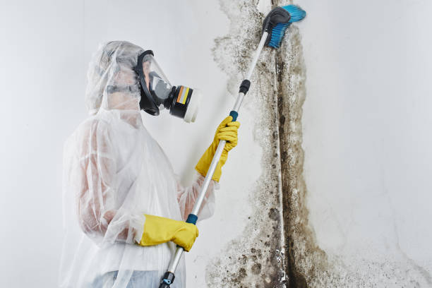 Best Residential Mold Remediation in Thornwood, NY