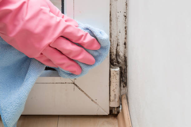 Best Residential Mold Remediation in Thornwood, NY