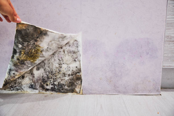 Best Attic Mold Remediation in Thornwood, NY